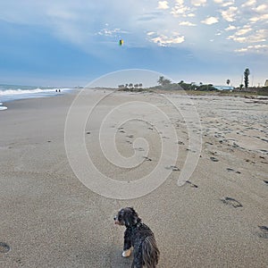 Pups hippie Beach dog