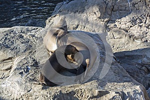 Pups with the mother drinks milk, Seal with baby on rocks with s