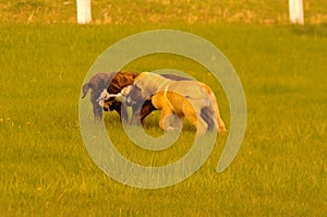 Pups playing tug of war