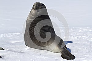 Pups southern elephant seals in the snow