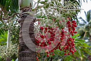 Pupunha fruits, peach palm - Bactris gasipaes Arecaceae family. Amazonas, Brazil