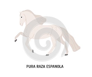 Pura Raza Espanola flat vector illustration. Thoroughbred spanish horse, andalusian equine, pedigree hoss. Beautiful