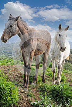 Portrait of two beautiful white and grey horses