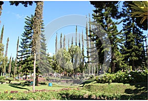 Pura Ulun Danu Bratan Neighborhood, Tall Tree in Forest, Bali, Indonesia - 23 June 2012.