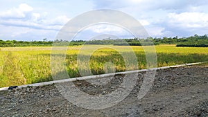 PURBALINGGA 11 Oktober 2021- a Wet Rice Field view with cloudy weather in Karangcengis