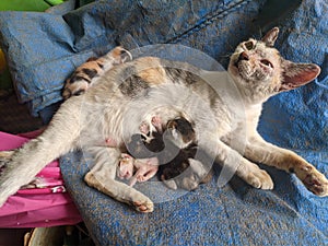 PURBALINGGA 12 Oktober 2021-The Mother of Cats who are feeding their children Cat