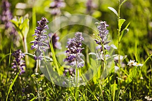 Purble flowers in sunlight on meadow