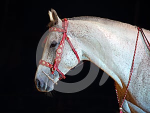 Pure Arabian dapple grey horse in dark stable