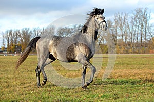 Pure Arabian dapple grey horse on training day on the autumn green field
