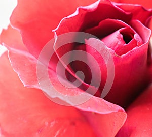 Pink rose macro