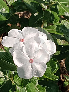 Pure, beautiful white flowers are worth cherishing and taking care of. photo