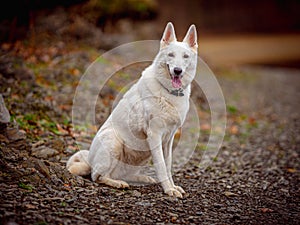 Pure beauty Swiss shepherd dog Freya posing during walk outside in park.