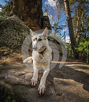 Pure beauty Swiss shepherd dog Freya resting and posing during walk in the mountains.