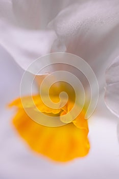 Pure blossom Amaryllidaceae flower in macro