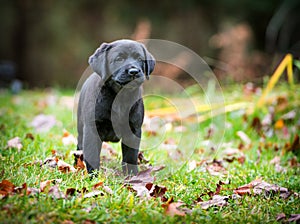 Pure Bred Black Labrador Retriever Puppy