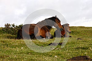 Pure Bred Dartmoor Mare & Foal