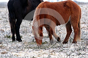 The Pure Bred Dartmoor Pony