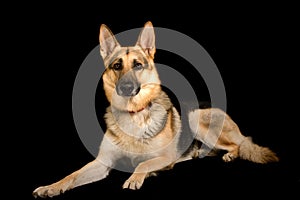 Pure bred german shepherd