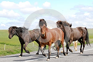 Pure bred Iceland wild ponies being rounded up.