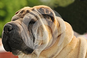 Pure-bred Shar Pei dog