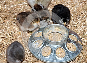 Pure breed baby chick after successful hatching