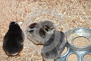 Pure breed baby chick after successful hatching