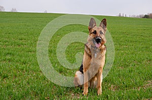 Pure breed champion German shepherd dog in show sitting on green grass