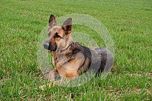 Pure breed champion German shepherd dog in show stand on green grass.