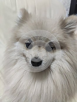 Pure breed Pomeranian or german spitz dog standing and smiling