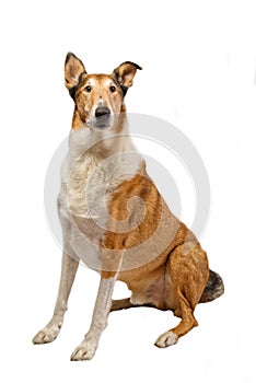 Pure breed smooth Collie