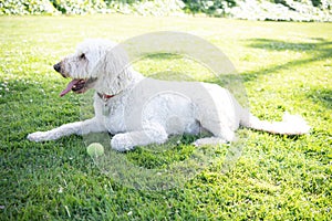 pure breed. ukrainian shepherd dog. south russian sheepdog ovcharka. white dog play with ball.