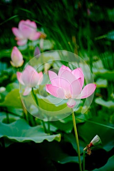 Pure and clean lotus photo