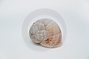 Pure close-up about Helix pomatia shell