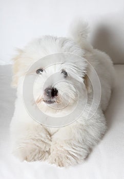 Pure Coton de TulÃÂ©ar puppy photo