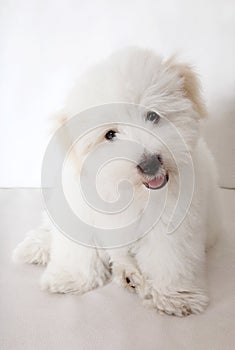 Pure Coton de TulÃ©ar puppy