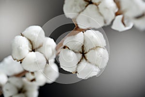 Pure cotton photo