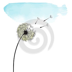 Pure dandelion flower on white background with blue sky