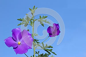 Pure delight lilac hibiscus flower