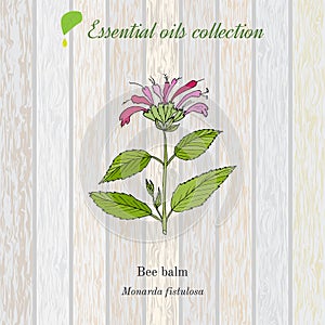 Pure essential oil collection, bee balm. Wooden texture background.