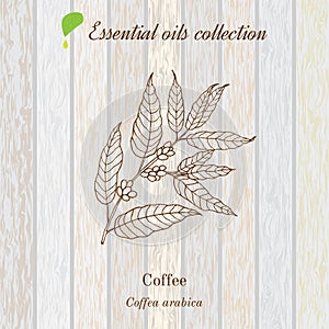 Pure essential oil collection, coffee. Wooden texture background