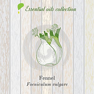 Pure essential oil collection, fennel. Wooden texture background.