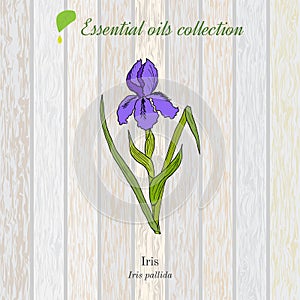 Pure essential oil collection, iris. Wooden texture background