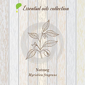 Pure essential oil collection, nutmeg. Wooden texture background