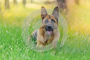 Pure german shepherd dog laying on grass