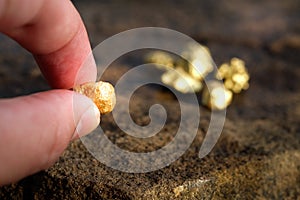 Pure gold ore found in the mine is in the hands
