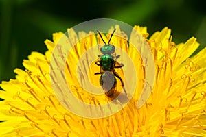 Pure Green Sweat Bee - Augochlora pura