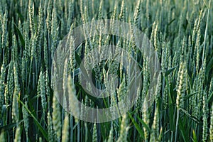 Pure green wheat background