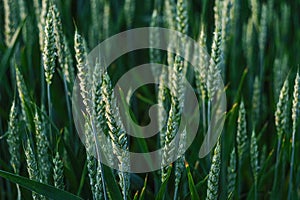 Pure green wheat background