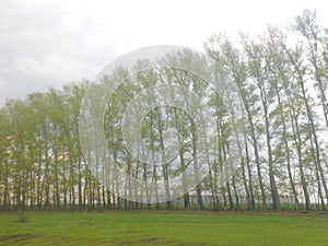 A pure grove, enveloped in the singing of birds