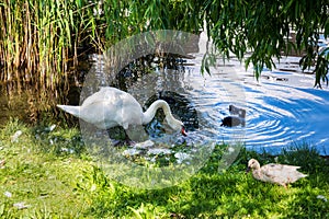 Pure idyll in Werder an der Havel, Germany photo